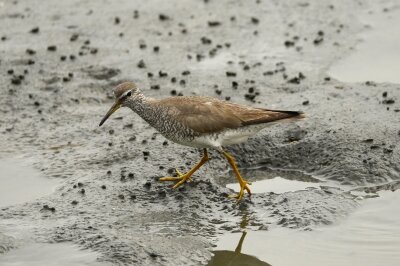 キアシシギ_20200802_東京港野鳥公園_レンジャー撮影