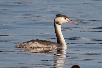 カンムリカイツブリ_20211101