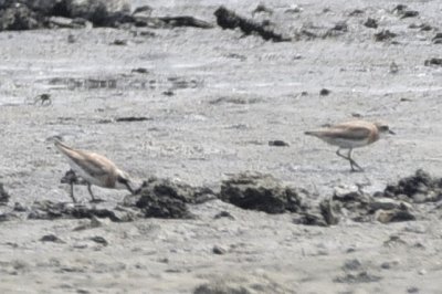 メダイチドリ_190730_前浜干潟