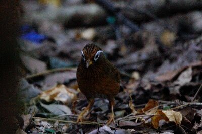 ガビチョウ_231104_東京港野鳥公園_恩田幸昌_MG_0238_trim
