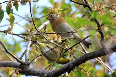 アトリとメジロ_20201129_自然生態園_野口R撮影