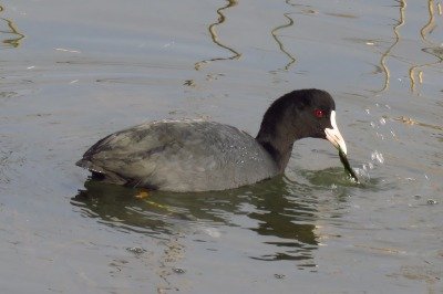 181226_オオバン_潮入り_古沢撮影