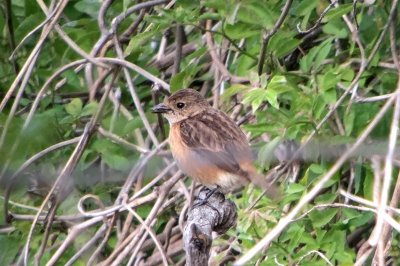 190428_ノビタキ_東淡水池_青木撮影(2)