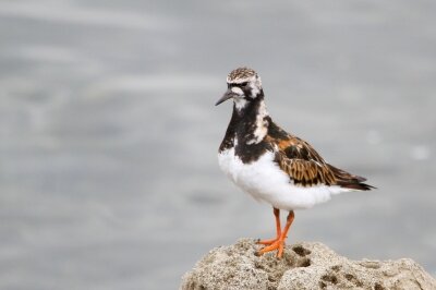 キョウジョシギ_230513_東京港野鳥公園_恩田幸昌_MG_9846_trim