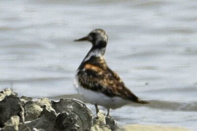 キョウジョシギ_20200814_東京港野鳥公園_レンジャー撮影