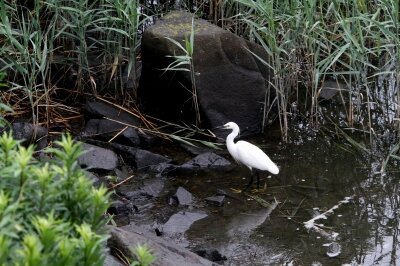 コサギ_230611_東京港野鳥公園_恩田幸昌_MG_2277_trim