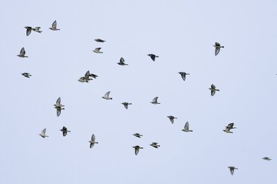 IMG_6528