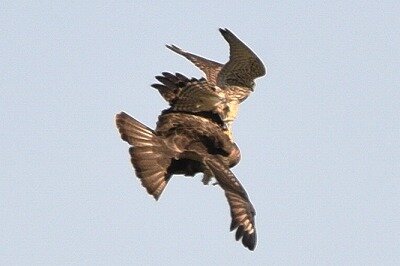 ノスリ・チョウゲンボウ_20201031_東京港野鳥公園_レンジャー撮影２