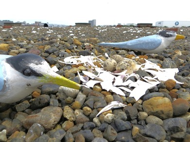 2014.7.6 デコイに守られて