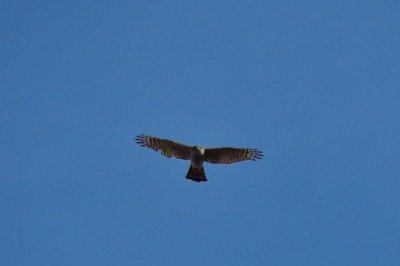 190310_オオタカ_東淡水池_青木撮影