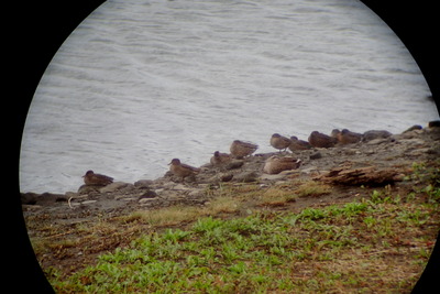 コガモ_170928_東京港野鳥公園_恩田撮影_P9280033