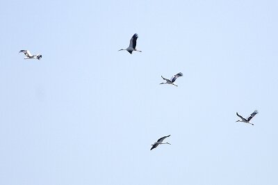 コウノトリ_231012_東京港野鳥公園_恩田幸昌_MG_8236_trim