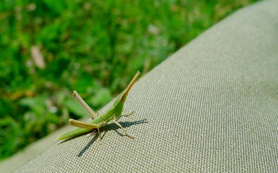 ショウリョウバッタ_170528_東京港野鳥公園_恩田撮影_P1390236_trim