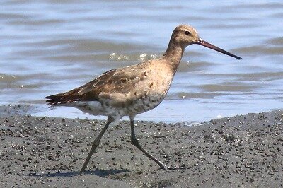 オグロシギ_200816_採食_ガタガタウォーク前_レンジャー撮影