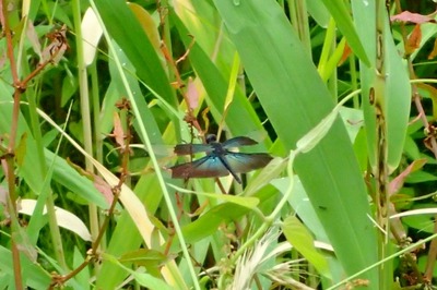 チョウトンボ_180616_東京港野鳥公園_恩田撮影_P6160010_trim