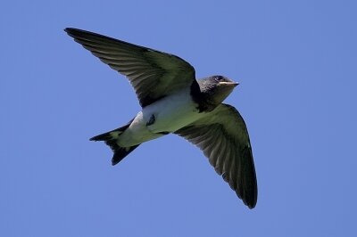 IMG_5939