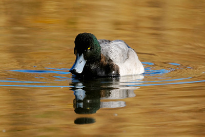 スズガモ_241228_東京港野鳥公園_潮入りの池_公財日本野鳥の会_レンジャー青木撮影