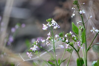 ハマダイコン_240302_東京港野鳥公園_恩田幸昌_IMG_0597_trim