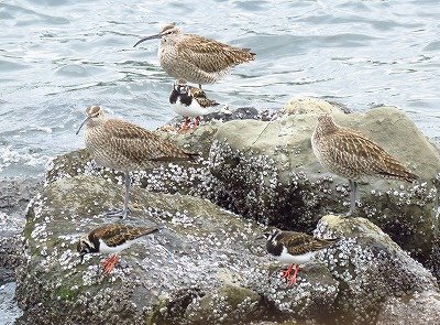 チュウシャクシギとキョウジョシギー190427-前浜干潟