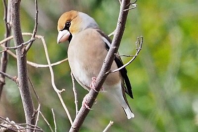 2026年2月20日の野鳥公園 : 東京港野鳥公園 レンジャーブログ