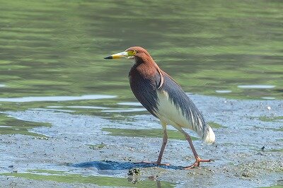 カカシのくせに鳥贔屓だ。様❗️ 専用‼️ 喜界島にヤツガシラ｜｜南海日日新聞