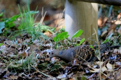 キジバト_240224_東京港野鳥公園_恩田幸昌_IMG_0363_trim