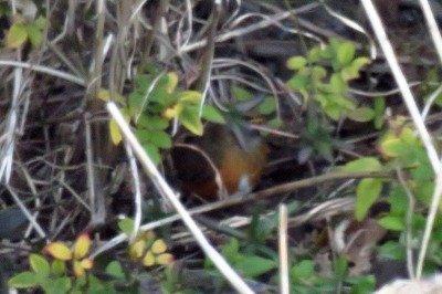 190129_アカハラ_潮入り_古沢撮影