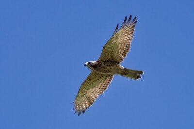 IMG_6339