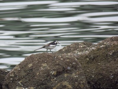 ハクセキレイ_採餌_190630_前浜干潟