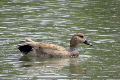 オカヨシガモ_190419_東京港野鳥公園_古沢撮影_IMG_6706_trim