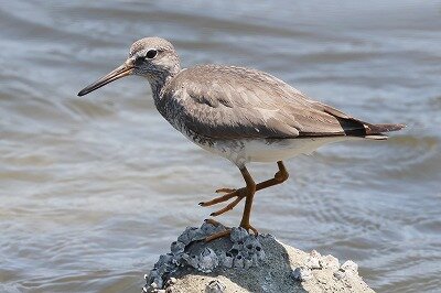 黄足鷸0P4A9894鳥