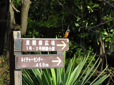 ジョウビタキ20162(1280x960)