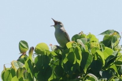 大葦切0P4A0436鳥