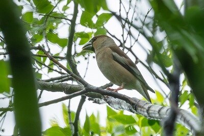 2026年5月1日の野鳥公園 : 東京港野鳥公園 レンジャーブログ