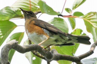 赤腹0P4A1385_edited