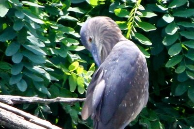 ゴイサギ_230608_東京港野鳥公園_恩田幸昌_MG_1928_trim