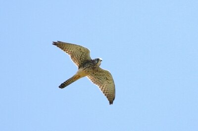 チョウゲンボウ_221004_東京港野鳥公園_恩田幸昌_MG_3381_trim