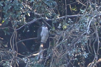 オオタカ_190224_東京港野鳥公園_恩田撮影_MG_2216_trim