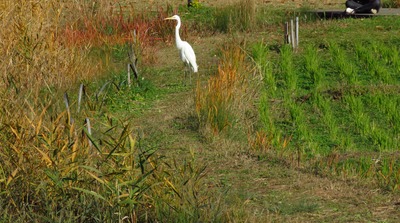 IMG_2921
