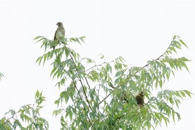 2026年7月12日の野鳥公園 : 東京港野鳥公園 レンジャーブログ