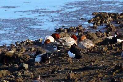 ヒドリガモ_200315_あじさし島