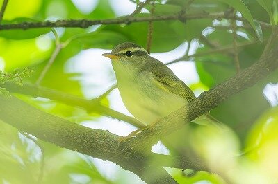 DSC_5597-強化-NR