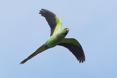 輪掛本せい0P4A1500鳥