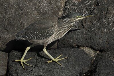 笹五位0P4A0789鳥