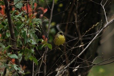 190330_アオジ_自然生態園_青木撮影