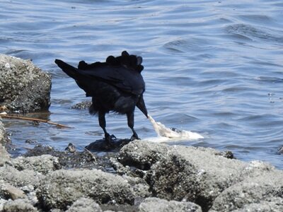 2025年8月8日の野鳥公園 : 東京港野鳥公園 レンジャーブログ