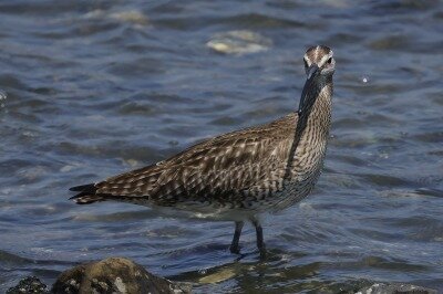 2026年5月15日の野鳥公園 : 東京港野鳥公園 レンジャーブログ