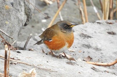 2026年2月7日の野鳥公園 : 東京港野鳥公園 レンジャーブログ