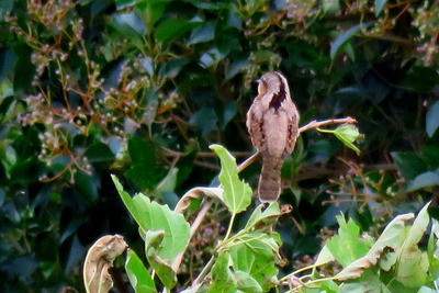 アリスイ_171031_東京港野鳥公園_古沢撮影_IMG_0400_trim