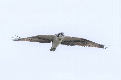 DSC_1120-DeNoiseAI-standard